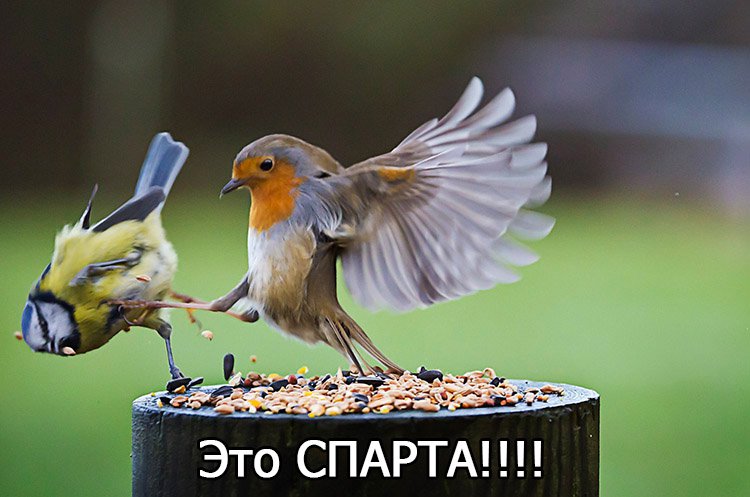 Птица сбрасывает синицу с ног, это спарта