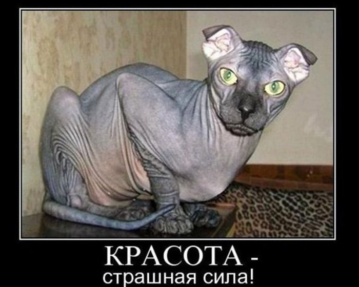 Красивый кот сфинкс, страшная сила