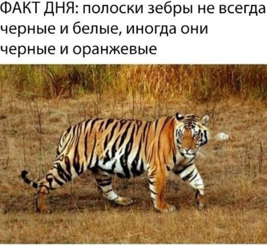 Полоски зебры бывают чёрные и оранжевые