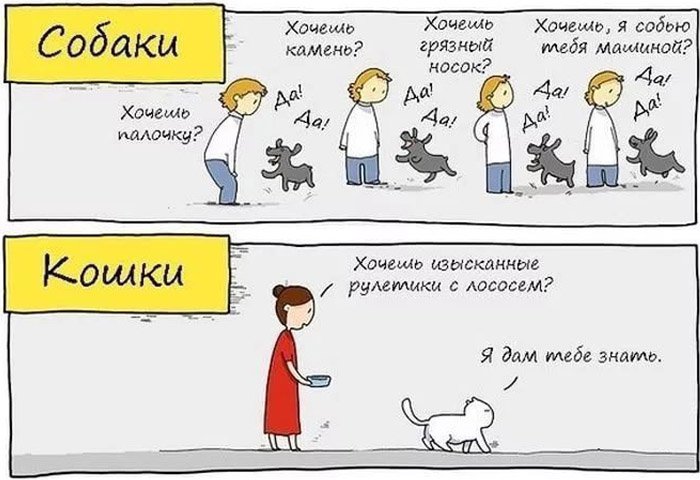Сравнение преданных собак, и высокомерных кошек