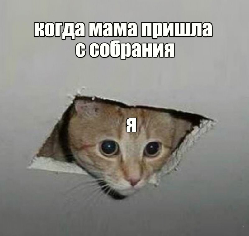 А как милый кот, когда мама пришла с собрания