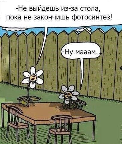 Не закончишь фотосинтез, не выйдешь из-за стола