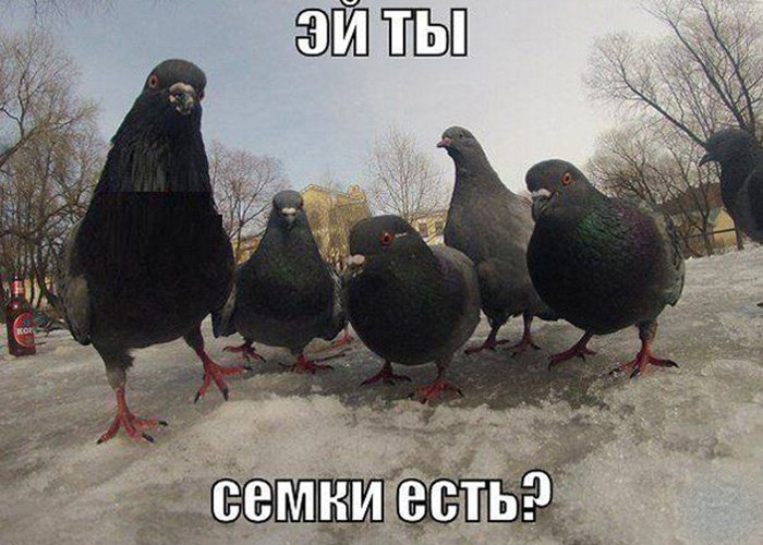Голуби просят у меня семки