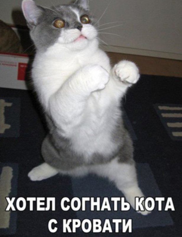 Кот встал в боевую стойку, не могу согнать с кровати