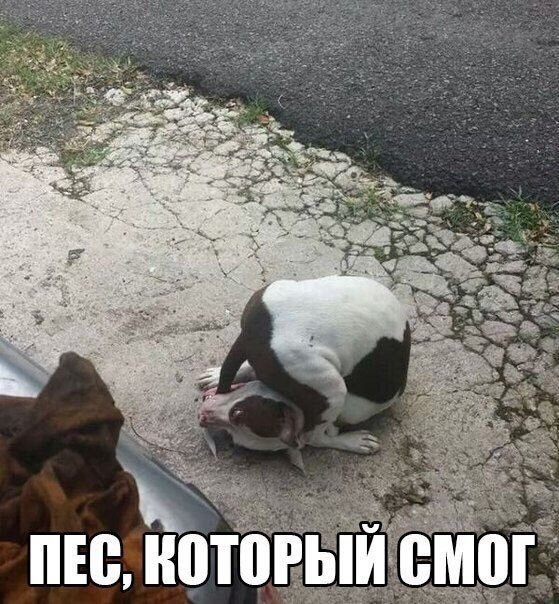 Пёс смог достать до своего хвоста