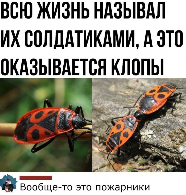 Солдатики, клопы или пожарники?