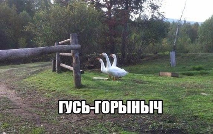 Показалось, что гусь с тремя головами