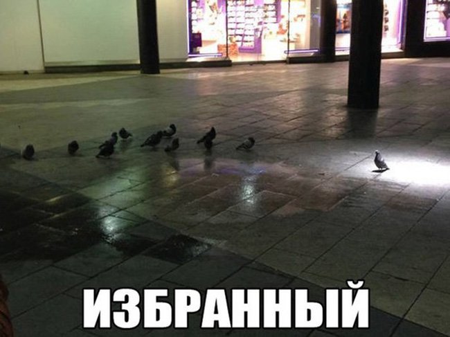 Под избранным гулубем светит свет