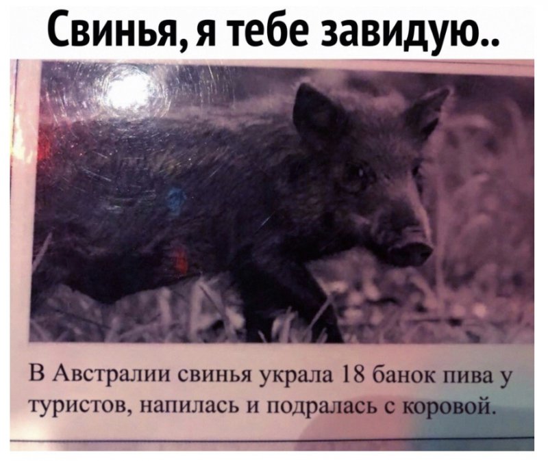Свинья в Австралии украла пиво и подралась с коровой