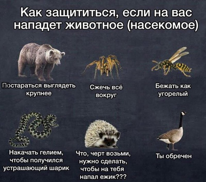 Как защититься от животных, гусь обречён