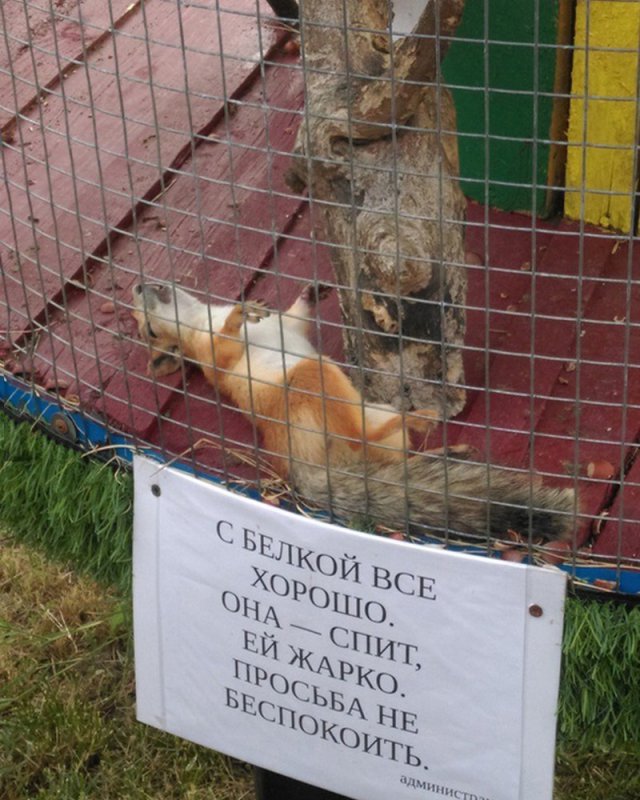 С белкой всё хорошо, она спит