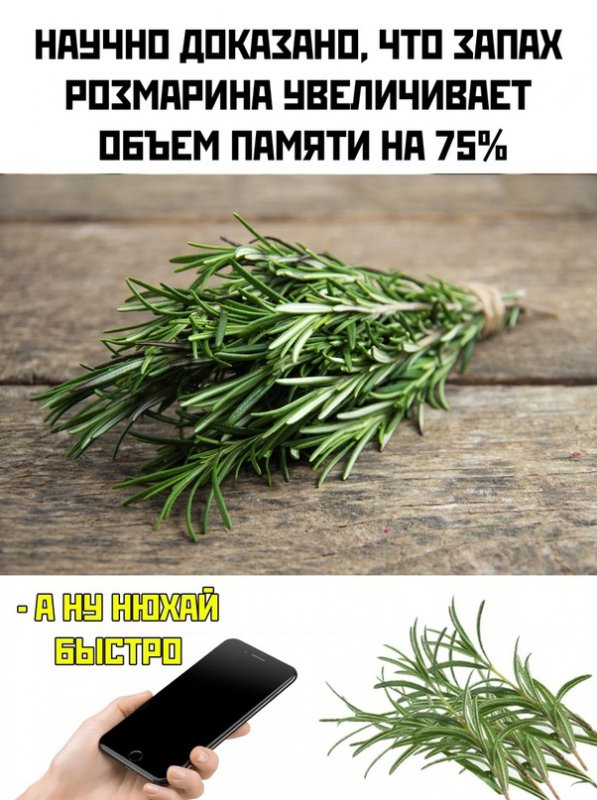 Запах размарина увеличивает память на 75%