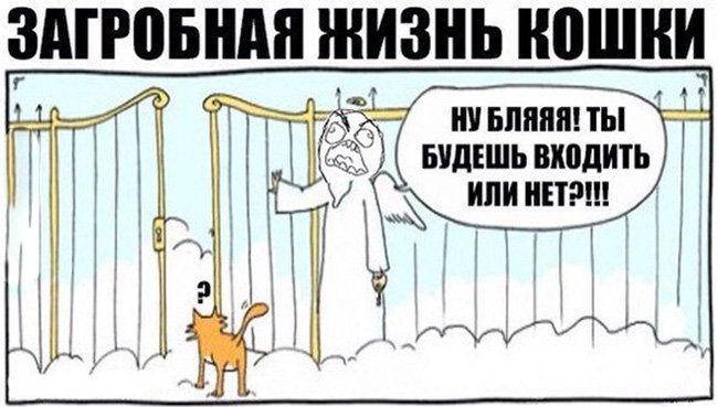 Кот после смерти думает входить в рай или нет