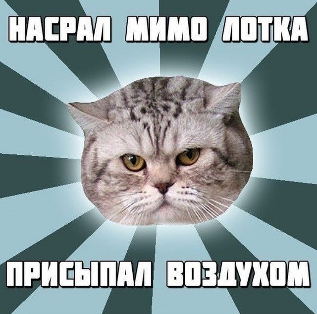 Кот насрал мимо лотка, присыпал воздухом