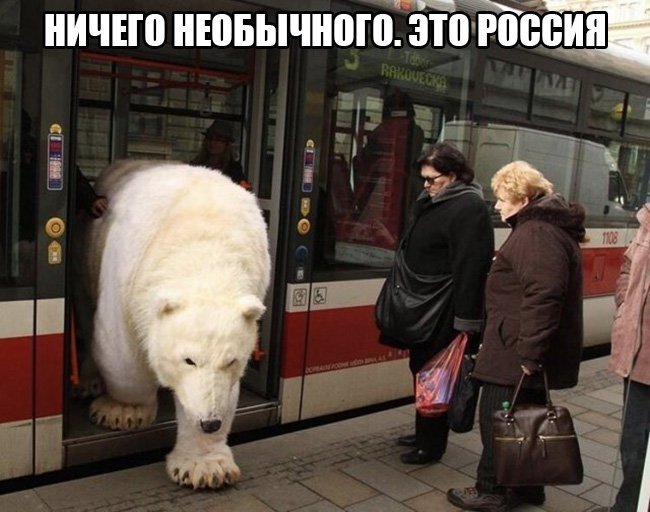 Из автобуса выходит белый медведь