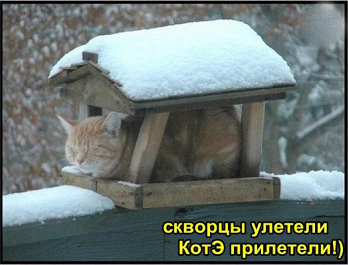 Скворцы улетели, котэ прилетели