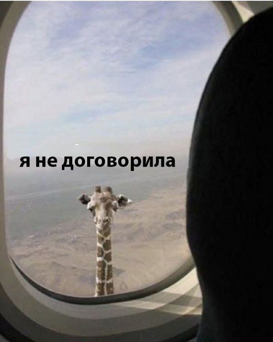 Жираф смотрит в окно самолёта