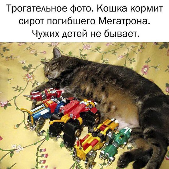 Кошка кормит сирот погибшего Мегатрона