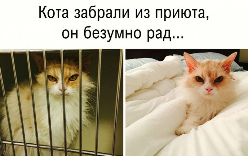 Приют безумных картинки
