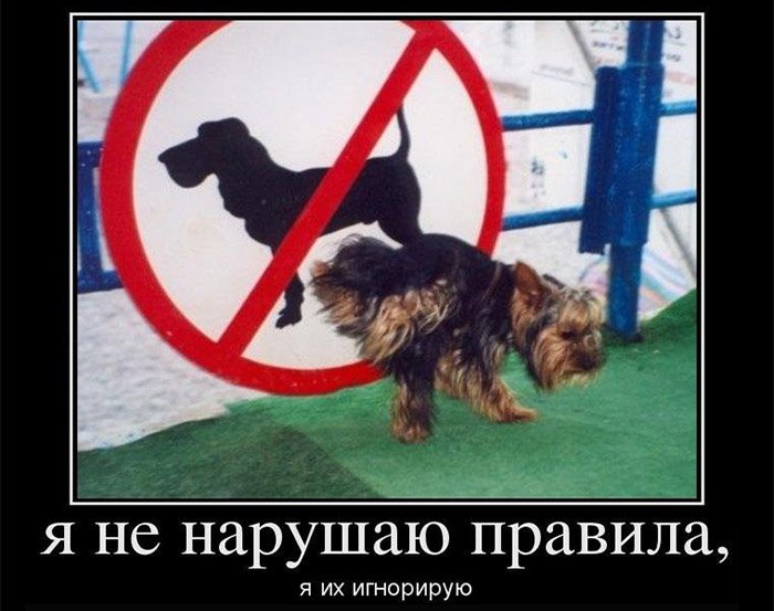Собака мочится на знак, запрещающий вход собакам