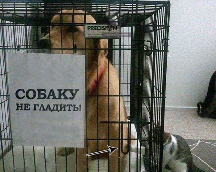Кот гладит собаку с табличкой не гладить