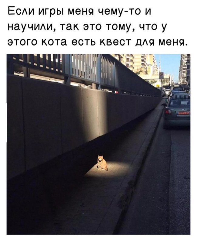Кот светится, у него есть квест для меня
