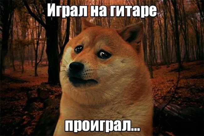 Собака решила научиться играть на гитаре, проиграла
