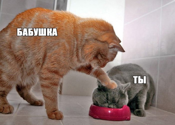 Кот тычит лапой кота в корм