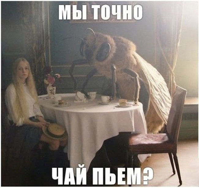 Пьём чай с огромной мухой