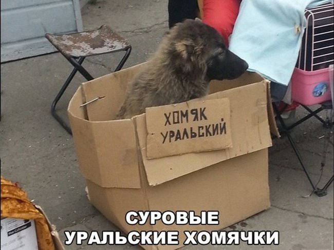 Хомяк уральский, а в коробке сидит собака