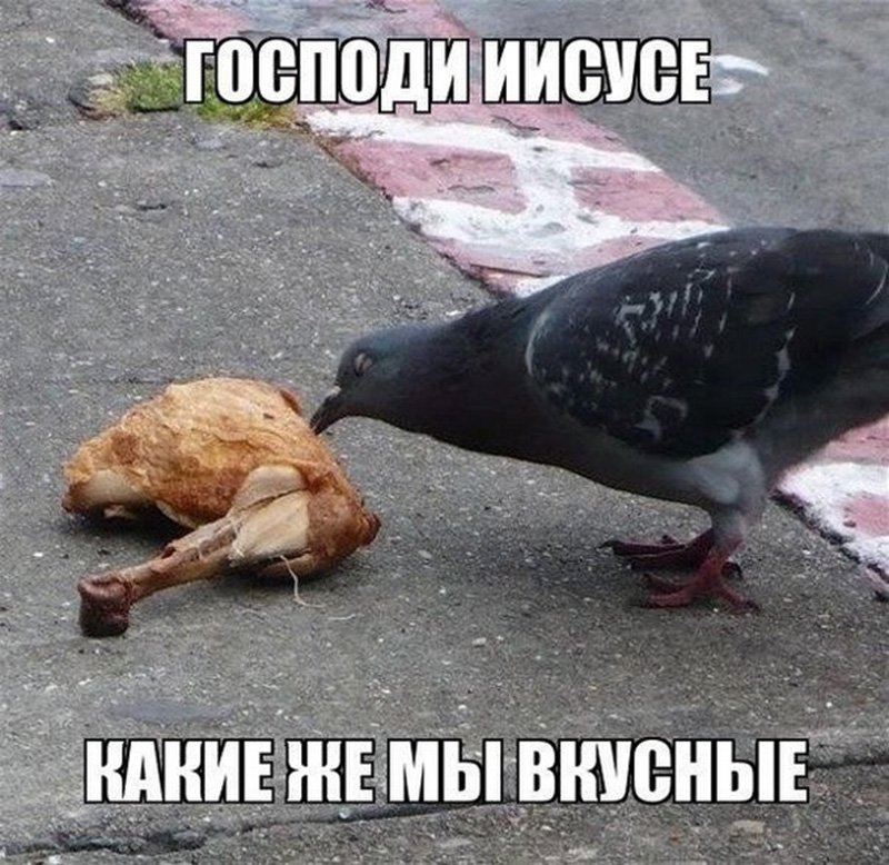 Голубь есть жареную курочку