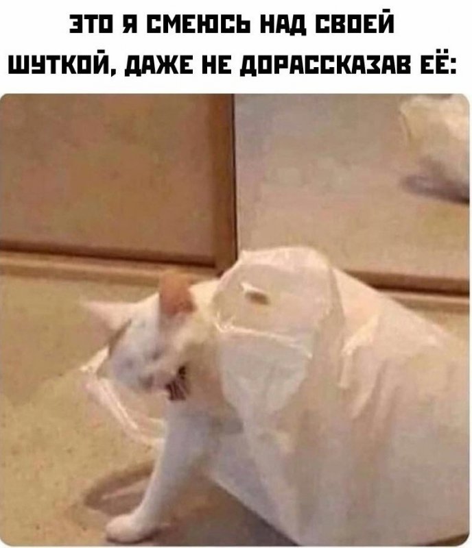 Кот смеётся с шутки, не дорасказав её