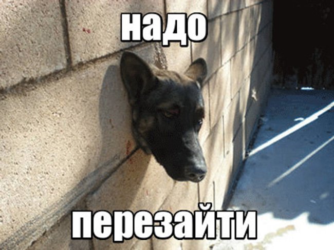 Собака застряла в стене
