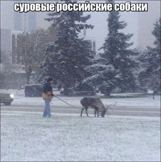 Мужчина выгуливает оленя