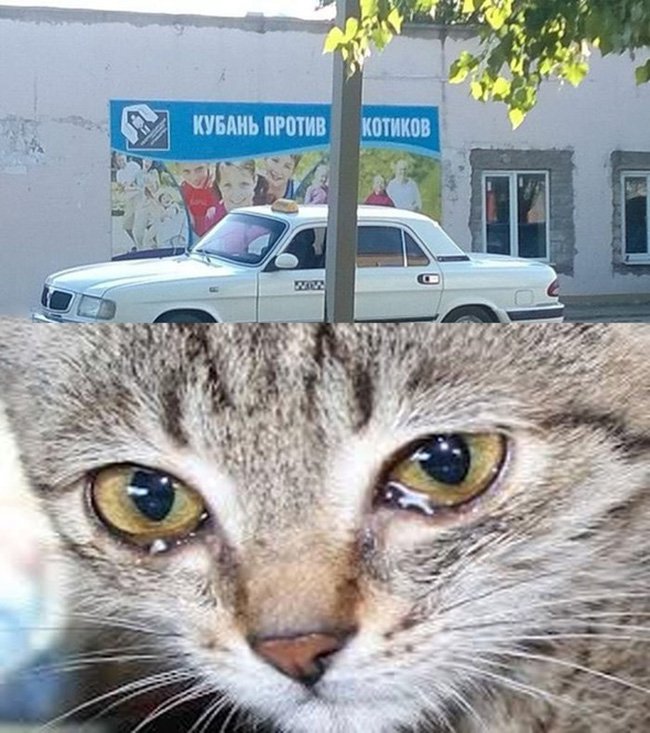 Кубань против котиков