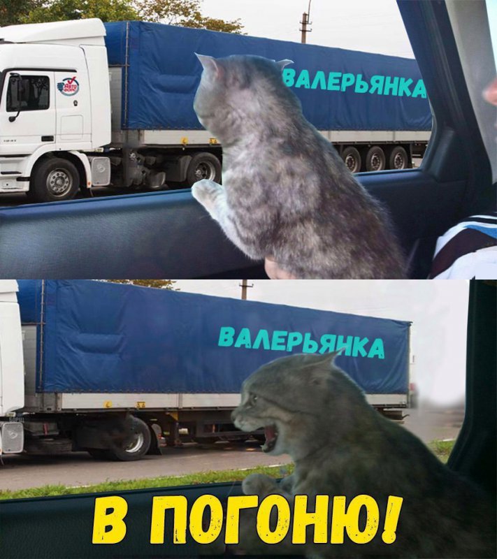 Кот увидел фуру с валерьянкой, и гонит в погоню