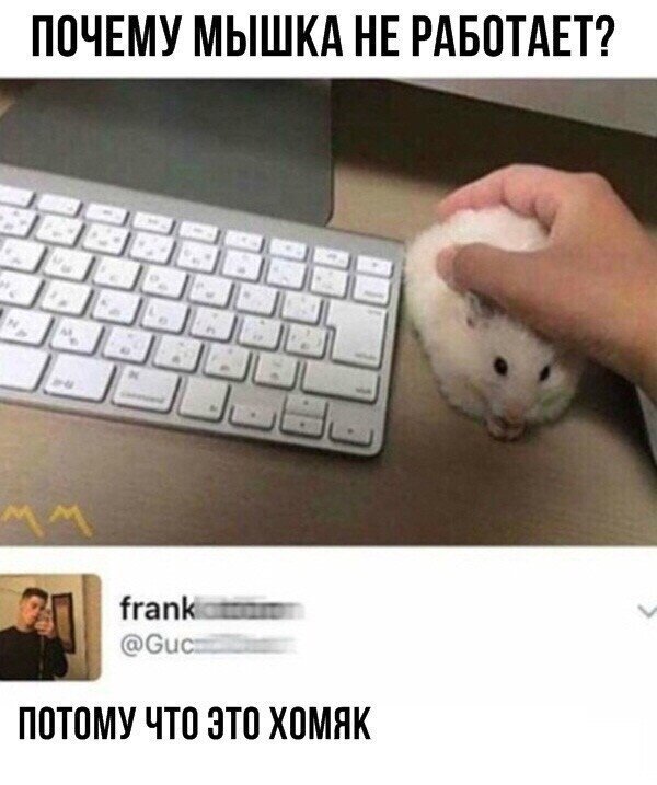 Почему мышка не работает, потому что это хомяк