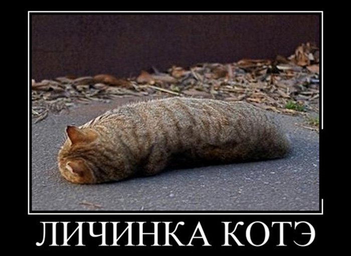 Кот прилёг, и выглядит как личинка котэ