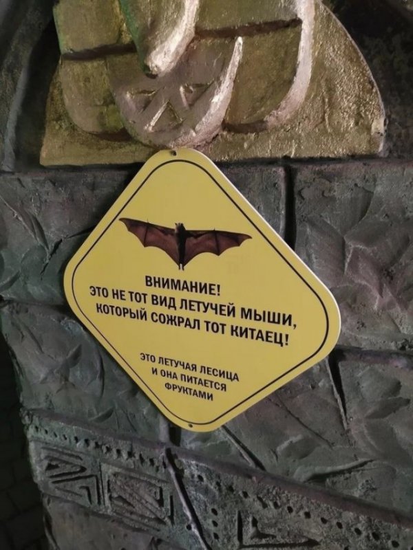 Это не та летучая мышь, которую сожрал китаец