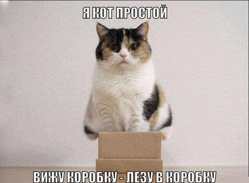 Я кот простой, вижу коробку, лезу в коробку