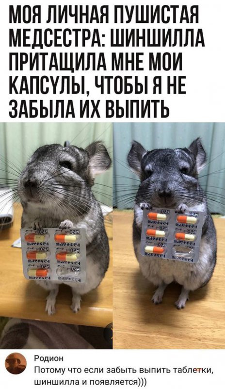 Моя пушистая шиншилла принесла мне таблетки