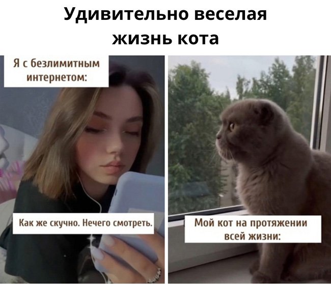 Скучно с безлимитным интернетом, и кот в окно