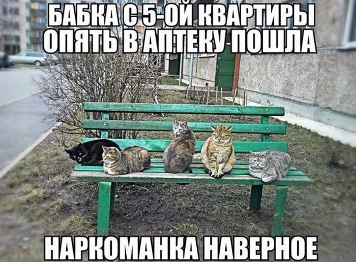 Коты на лавочке, бабка наркоманка пошла в аптеку