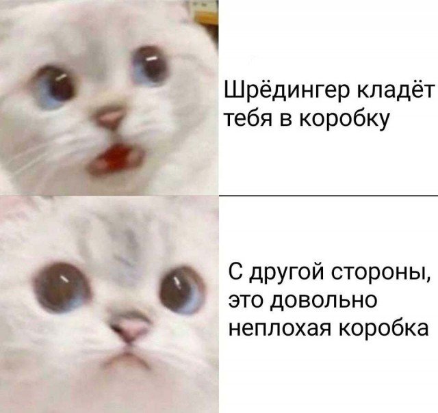 Кот Шрёдингера боится лезть в коробку