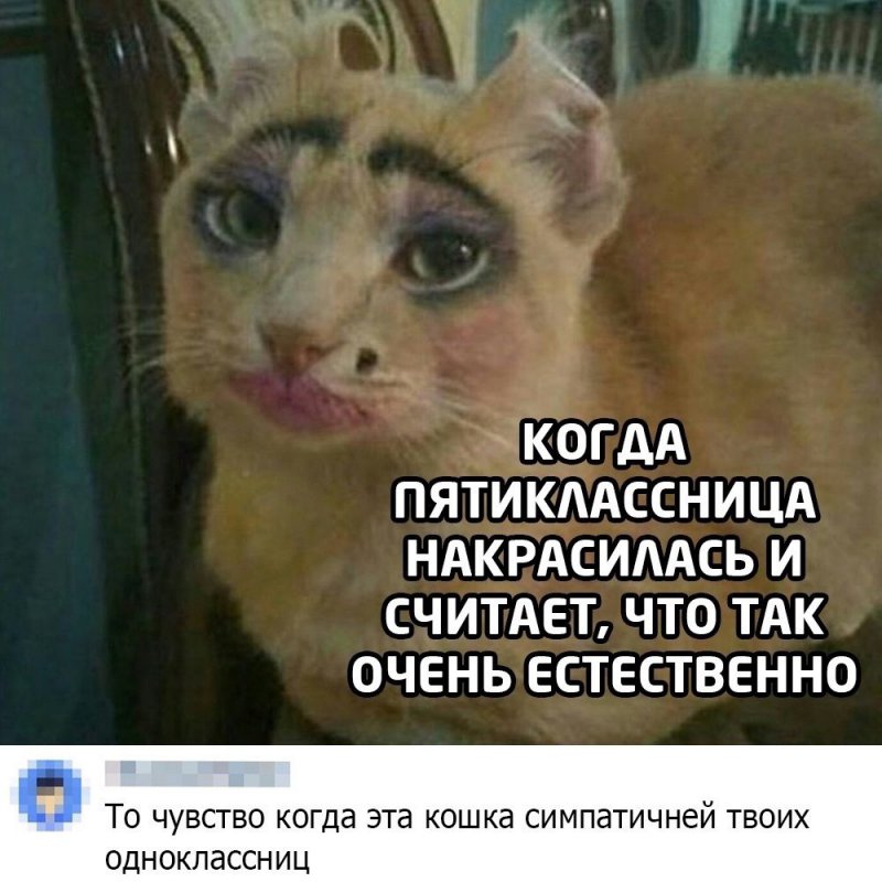 Кошка накрасилась, стала симпотичнее одноклассниц