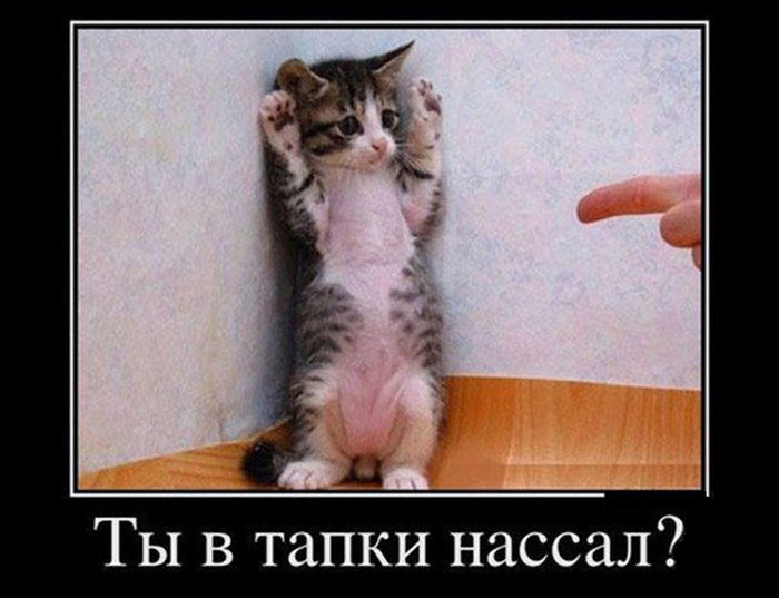 Кот забился в угол, так как нассал в тапки