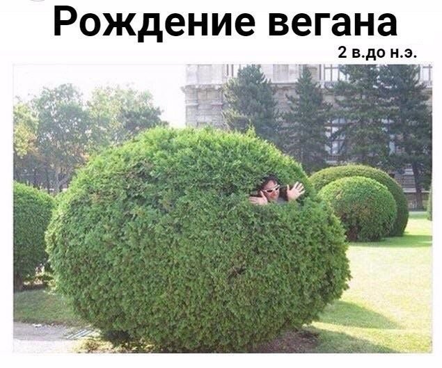 Вегана рождает зелёный кустарник