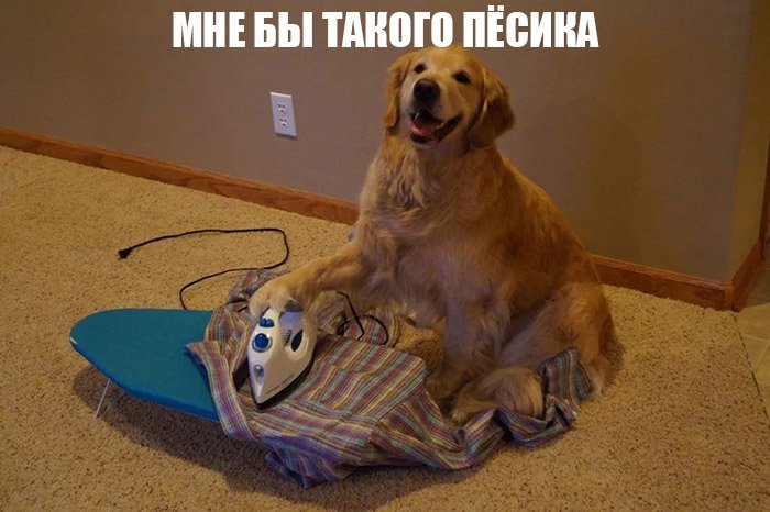 Собака гладит рубашку утюгом