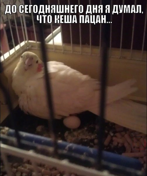 Попугай Кеша снёс яйцо