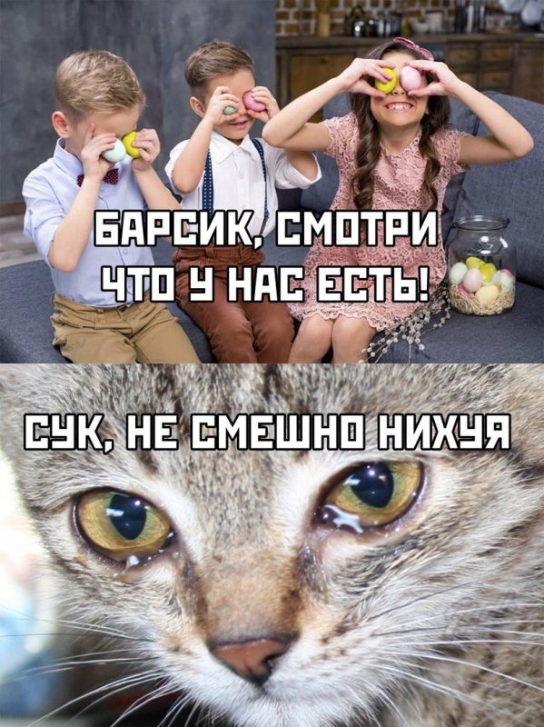 Барсик смотри, а у нас есть яйца